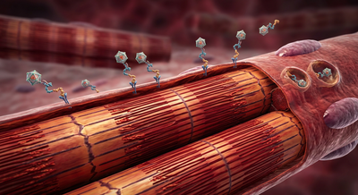 Biomedical illustration of skeletal muscle fibers and molecular delivery conjugates docking at the cell membrane
