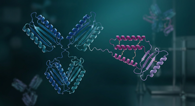 3D rendering of a once-weekly insulin Fc-fusion protein with ribbon structure on a dark teal background
