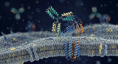3D render of a monoclonal antibody blocking a PD-1 receptor on a cell surface