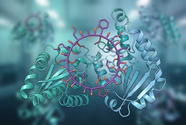 3D molecular ribbon visualization of a macrocyclic oral peptide binding the IL-23 receptor