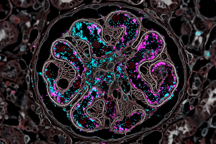 Glomerulus filtration with complement proteins under fluorescence microscopy